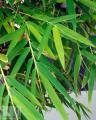 Phyllostachys - Філлостахіс
